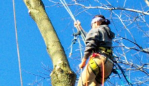 tree trimming services benton city