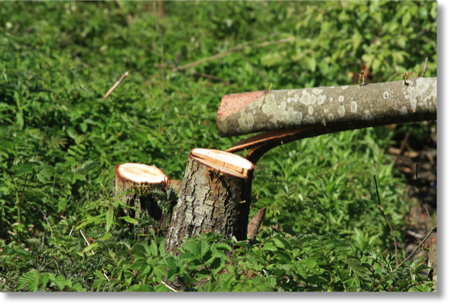 Tree & Stump Removal