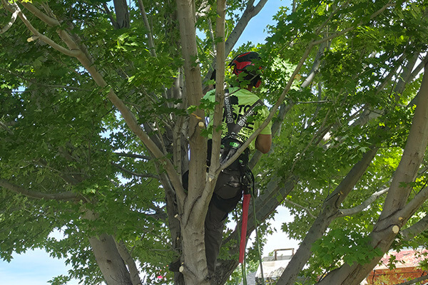 Top Tree8 (1)