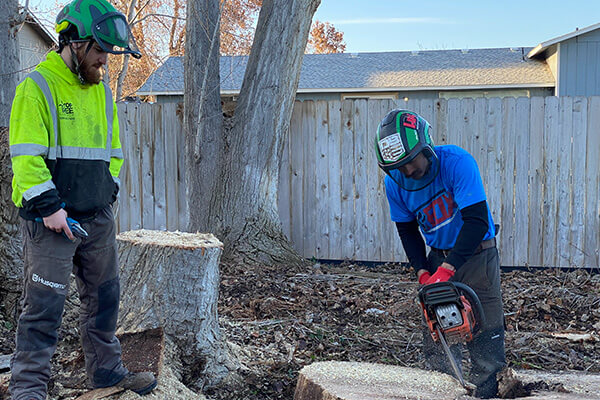 Tree Removal (1)